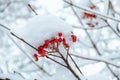 Rowan tree covered with the first snow. Ashberry or rowan berries on a tree branch with green leaves in winter Royalty Free Stock Photo