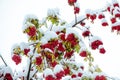 Rowan tree covered with the first snow. Ashberry or rowan berries on a tree branch with green leaves in winter Royalty Free Stock Photo