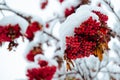 Rowan tree covered with the first snow. Ashberry or rowan berries on a tree branch with green leaves in winter Royalty Free Stock Photo