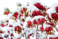 Rowan tree covered with the first snow. Ashberry or rowan berries on a tree branch with green leaves in winter Royalty Free Stock Photo