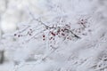 Rowan tree covered with ice Royalty Free Stock Photo