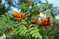 Rowan tree in the forest