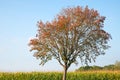 Rowan tree in front of cornfield, blue sky Royalty Free Stock Photo