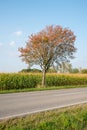 Rowan tree in front of cornfield, at the roadside, blue sky Royalty Free Stock Photo