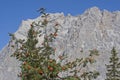 Rowan tree in front of Zugspitze massif