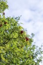 Rowan Tree with Fruit