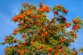 Rowan. A tree with fruits in the form of a bunch of orange-red b