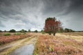 Rowan tree and heather by ground road