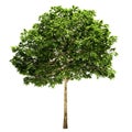 Rowan Tree Isolated