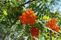 Rowan tree leafage and fruits against the sky