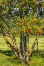 Rowan tree with red berries in the countryside Royalty Free Stock Photo