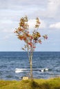 Rowan tree with red berries at sea shore Royalty Free Stock Photo