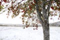 Rowan tree with red berries in a snowy landscape Royalty Free Stock Photo