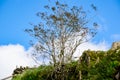 Rowan tree with red berry in autumn season with blue sky background