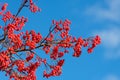 rowan tree with red berry on branch and bright sky background Royalty Free Stock Photo