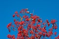 rowan tree with red berry on branch and sky background. closeup Royalty Free Stock Photo