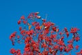 rowan tree with red berry on branch and sky background. closeup Royalty Free Stock Photo