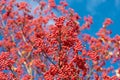 rowan tree with red berry on branch and sky background with selective focus Royalty Free Stock Photo