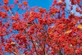 rowan tree with red berry sorb background