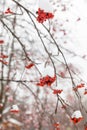 Red rowan fruit in the snow Royalty Free Stock Photo