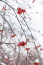 Red rowan fruit in the snow Royalty Free Stock Photo