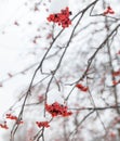 Red rowan fruit in the snow Royalty Free Stock Photo