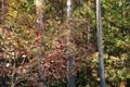 Rowan tree with ripe berries on an autumn sunny day. Royalty Free Stock Photo