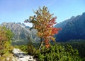 Rowan tree in the mountains