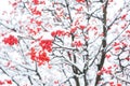 The rowan tree with scarlet, red berries, fruit on branches covered with white snow in winter. Rowan tree berries as a source of Royalty Free Stock Photo