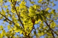 Rowan tree in spring. Young green leaves in sunny day Royalty Free Stock Photo
