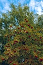 Rowan tree with ripe orange-red fruits