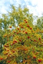 Rowan tree with ripe orange-red fruits