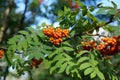 Rowan tree in the wood