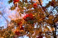 Rowan twig Royalty Free Stock Photo