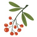 Rowan twig. Berries on a twig. Autumn foliage. Bunch of mountain ash. Plants and trees. Red berries. Vector botanical illustration