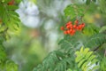 Rowan twig, Sorbus aucuparia with berries in late summer Royalty Free Stock Photo