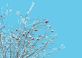 Rowan twigs after snowfall