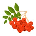 Rowan vector isolated. Red berries on the branch