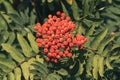 rowan-berries