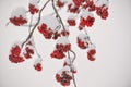 Rowanberries Covered with Snow at Winter Royalty Free Stock Photo