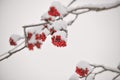 Rowanberries Covered with Snow at Winter Royalty Free Stock Photo