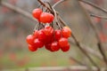 Rowanberries red detail blurred background. Nature.