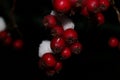 Rowanberries in the winter Royalty Free Stock Photo
