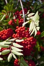 Rowanberry Royalty Free Stock Photo