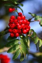 rowanberry Royalty Free Stock Photo