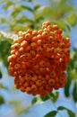 Rowanberry Royalty Free Stock Photo