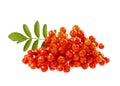 Rowanberry or ashberry isolated on white Royalty Free Stock Photo