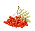 Rowanberry or ashberry isolated on white Royalty Free Stock Photo