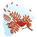 Rowanberry branch. Sketch on watercolor background