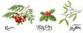 Rowanberry branches with leaves and berries, mistletoe and Holly berry. Hand drawn sketch, vector doodle color